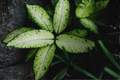 Dieffenbachia Camouflage Live Plant in 4-Inch Pot, Rare Tropical Houseplant with Mottled Green Foliage