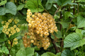 Zitavia White Currant Plant – Live Ribes rubrum 'Zitavia' Berry Shrub for Edible Gardens and Landscape