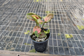 Syngonium Strawberry Ice Live Plant - Rare Variegated Indoor Houseplant, Tropical Arrowhead, Rooted Starter, Gift