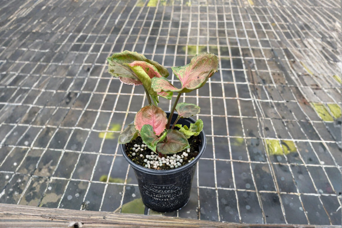 Syngonium Strawberry Ice Live Plant - Rare Variegated Indoor Houseplant, Tropical Arrowhead, Rooted Starter, Gift