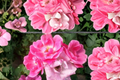 Pink Knock Out Rose Bush 3 Gal Live Plant Medium Pink Rose Shrub Garden Flowering Landscape Outdoor Plant