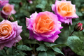 English DeLisSe Rose Seeds – 30 Pink Flowering Bush Seeds for Ornamental Gardens, Rosa spp.