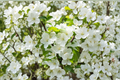 Sugar Tyme Crabapple Tree 4-6 Ft Live Plant – White Flowering Ornamental Tree, Malus Tree for Garden Landscape