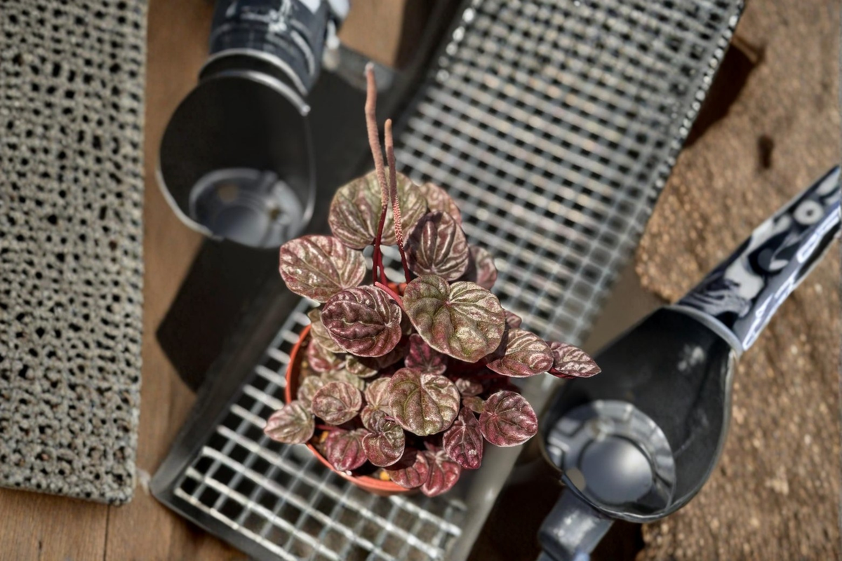 Peperomia Schumi Red Live Plant, 3-Inch Pot, Tropical Houseplant, Deep Red Foliage, Pet Friendly, Indoor Decor, Beginner-Friendly