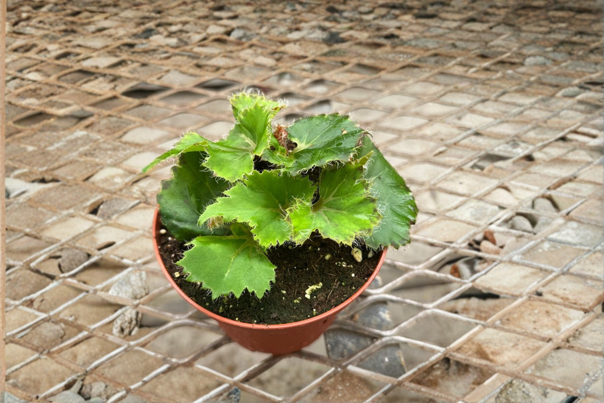 Begonia Rex Oliver Twist Live Plant, 4 Inch Pot, Variegated Tropical Houseplant, Indoor Decorative Foliage, Rex Begonia