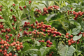Arabica Coffee Tree Live Plant – 3ft Potted Coffea arabica Indoor Outdoor Ornamental Shrub