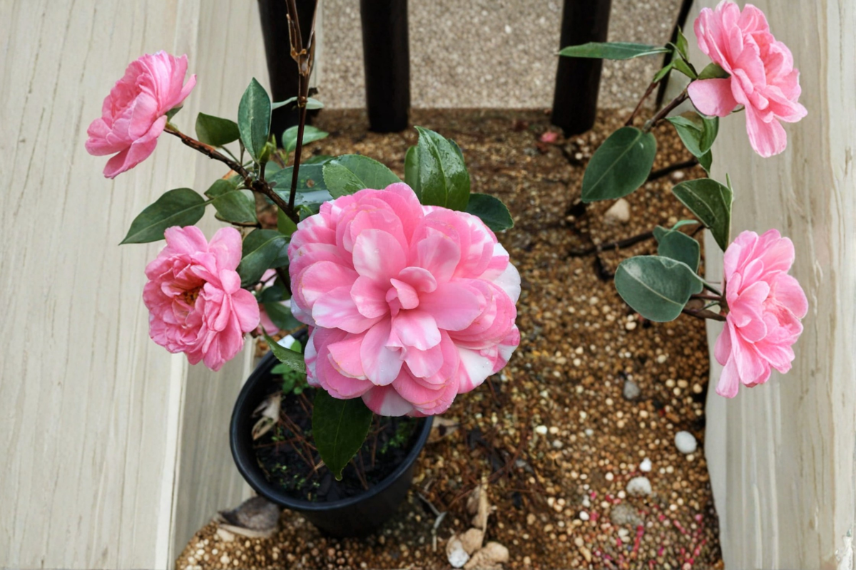 Japanese Camellia ‘Fran Mathis’ 1 Gallon Live Plant – Pink Evergreen Flowering Shrub for Shade Gardens