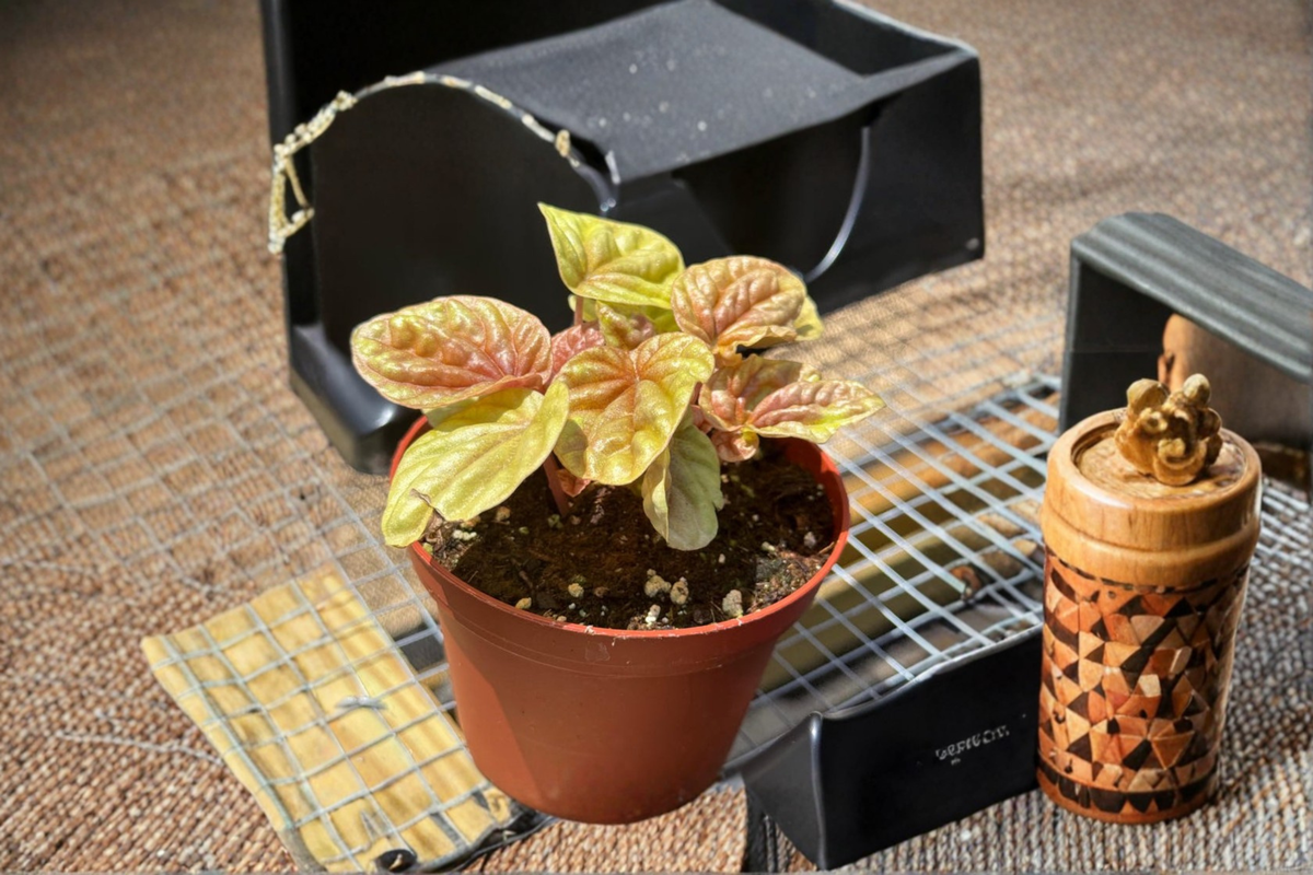 Peperomia Quito Live Plant - 3 Inch Pot, Red and Bronze Tropical Houseplant, Pet Friendly, Indoor Decor, Beginner-Friendly