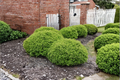 Dwarf Yaupon Holly Live Plant – 3 Gallon Evergreen Shrub for Hedges, Borders, Landscaping Ilex vomitoria