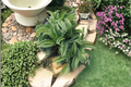 6 Mother of Thousands Succulent Plants Bare Root Kalanchoe daigremontiana Indoor Outdoor Collection