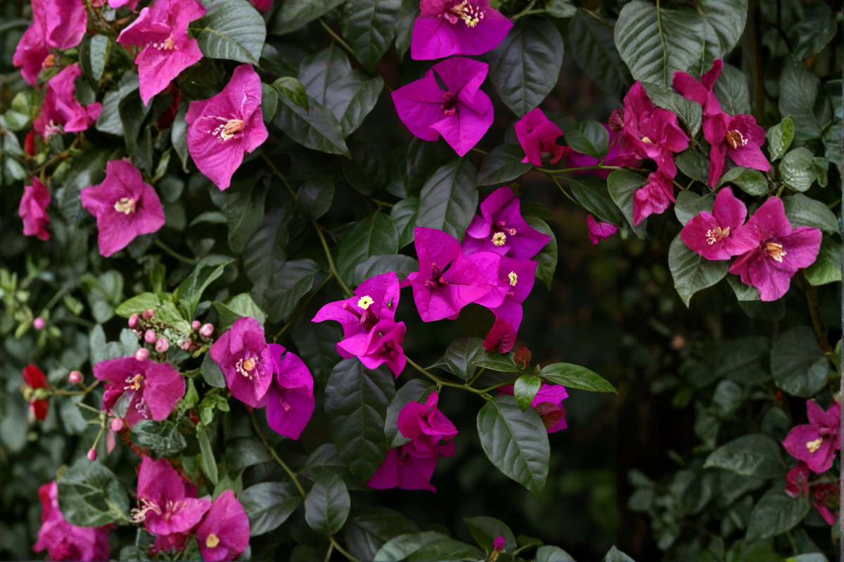 Royal Purple Bougainvillea Live Plant – Tropical Flowering Vine, Ornamental Bracts, Drought Tolerant, Scientific Name Bougainvillea 'Royal Purple'