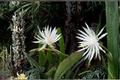 Night Blooming Cereus Live Cactus Plant in 4-Inch Pot, White Flowers, Epiphyllum oxypetalum, Tropical Indoor & Outdoor Plant