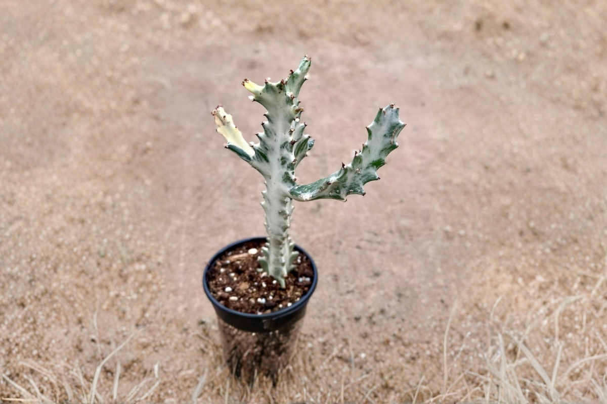 Euphorbia Trigona Ghost Live Plant, White-Green Succulent, Indoor Houseplant, 4-Inch Pot, Upright Branching, Thorny Succulent