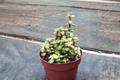 Variegated Elephant Bush Live Plant, Succulent, Pet Safe, Indoor Outdoor, Portulacaria afra, Compact Foliage