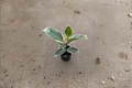 Variegated Ficus Tineke Live Plant, 2-Inch Pot, Rubber Plant, Indoor Tropical Houseplant, Ficus elastica 'Tineke'