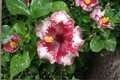 Rare White Red Giant Hibiscus Seeds – Tropical Flower Plant for Indoor & Outdoor Growing Hibiscus rosa-sinensis
