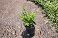Arabian Jasmine Live Plant, Sambac Jasmine, 1 Gallon, Fragrant White Flowers, Indoor Outdoor Garden Plant, Jasminum sambac