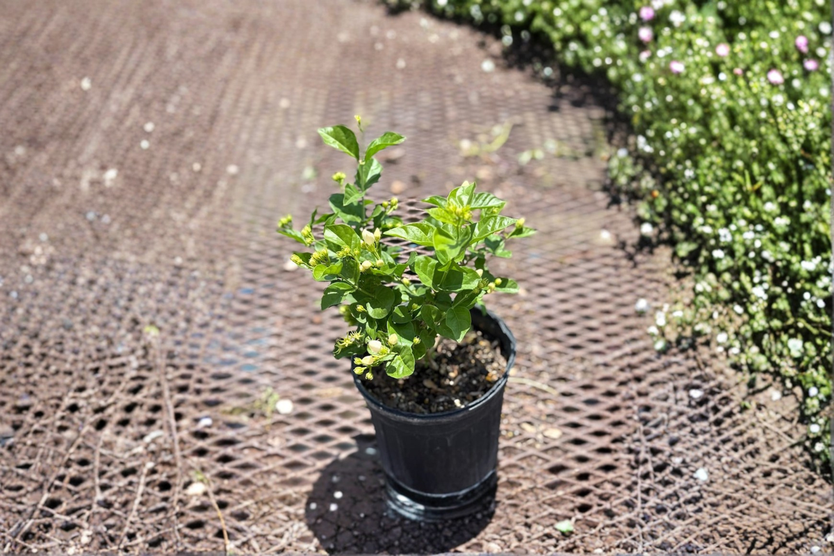 Arabian Jasmine Live Plant, Sambac Jasmine, 1 Gallon, Fragrant White Flowers, Indoor Outdoor Garden Plant, Jasminum sambac