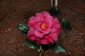 Japanese Camellia ‘Dr. J. C. Raulston’ 1 Gallon Live Plant – Pink Evergreen Flowering Shrub, Camellia japonica