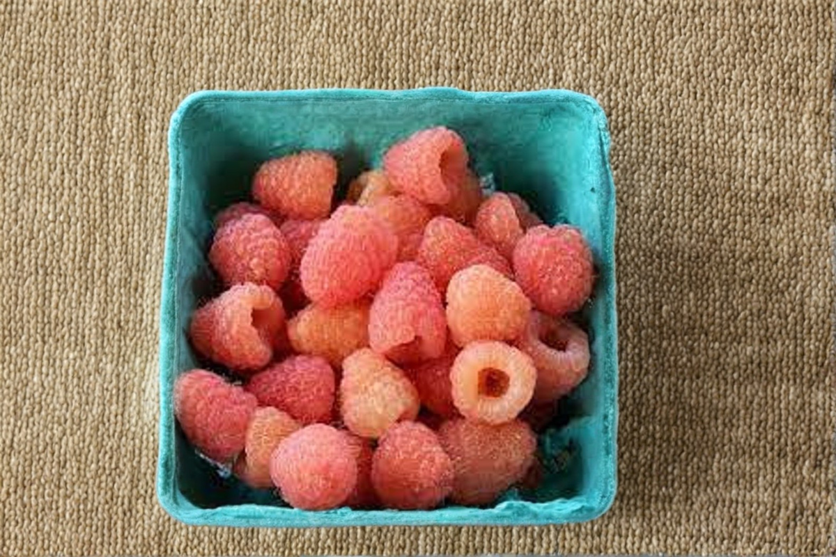 Double Gold Raspberry Plant – 1 Gallon Potted Fruit Bearing Yellow Berry Bush Rubus idaeus