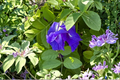 Blue Butterfly Pea Seeds - Clitoria Ternatea Double Flower Climbing Vine for Garden & Ornamental Landscaping