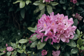 Catawba Boursault Rhododendron Starter Plant 7L - Evergreen Flowering Shrub for Shade Gardens, Landscape, Borders