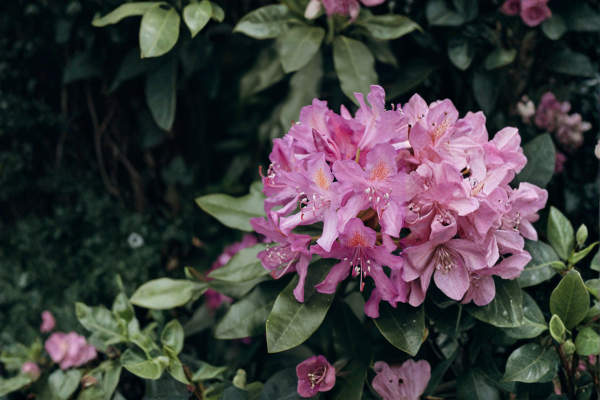 Catawba Boursault Rhododendron Starter Plant 7L - Evergreen Flowering Shrub for Shade Gardens, Landscape, Borders