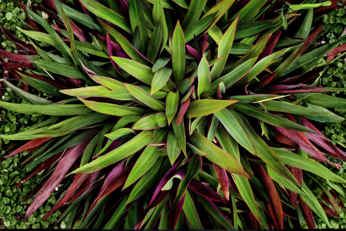 Oyster Plant 'Moses in the Cradle' 5 Live Rooted Plants - Tradescantia spathacea Tropical Foliage Indoor Outdoor