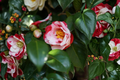 Iwane-Shibori Camellia Japonica Live Starter Plant – Bicolor Bloom, Evergreen Shrub, Shade Garden, Container Plant