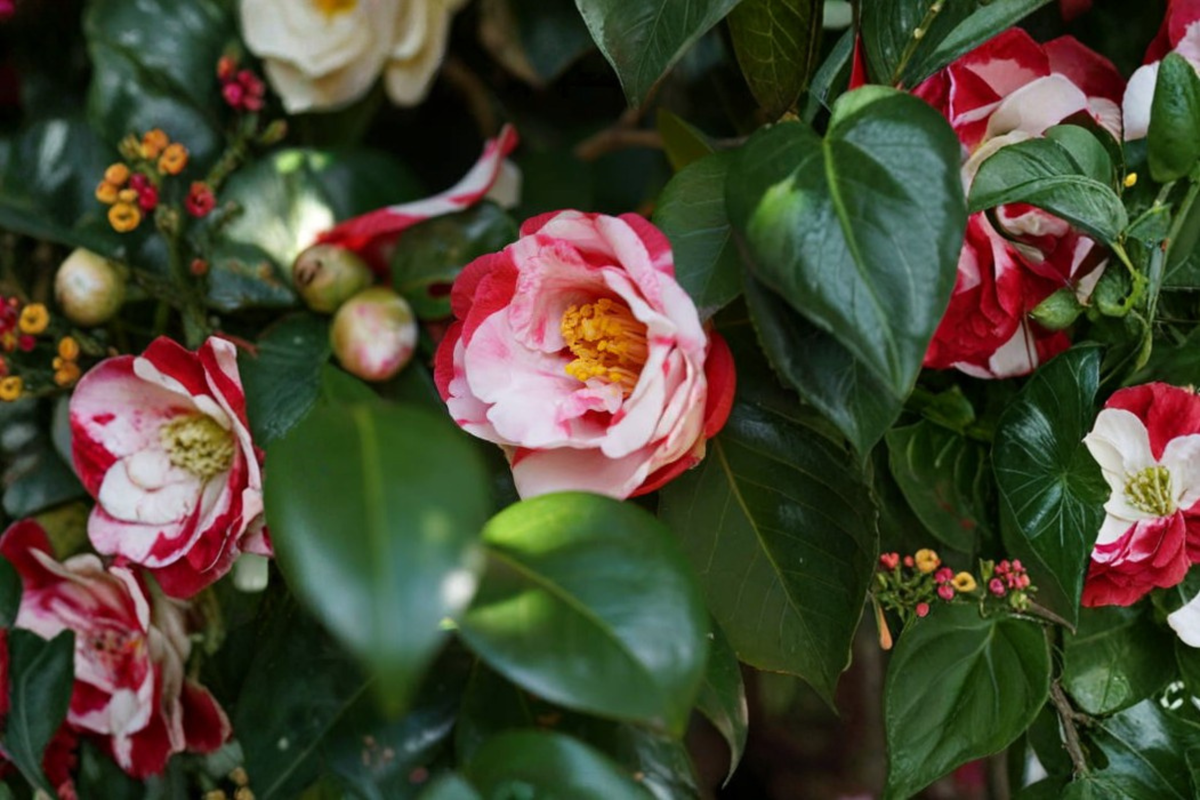Iwane-Shibori Camellia Japonica Live Starter Plant – Bicolor Bloom, Evergreen Shrub, Shade Garden, Container Plant