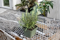 Organic Rosemary Herb Plant 4 Inch - Culinary, Fragrant, Indoor & Outdoor, Salvia rosmarinus