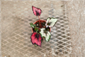 Begonia Rex Red Robin Live Plant, 4 Inch Pot, Tropical Houseplant, Rare Rex Begonia with Red Pink Foliage