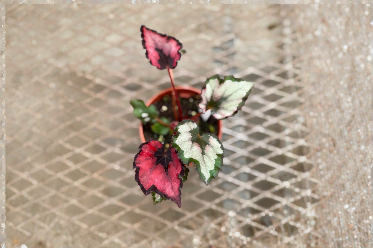Begonia Rex Red Robin Live Plant, 4 Inch Pot, Tropical Houseplant, Rare Rex Begonia with Red Pink Foliage