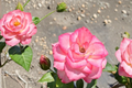 Nichole Floribunda Rose Live Plant 2 Gal White Pink Everblooming Bush Garden Shrub Outdoor Rose Rosa spp.