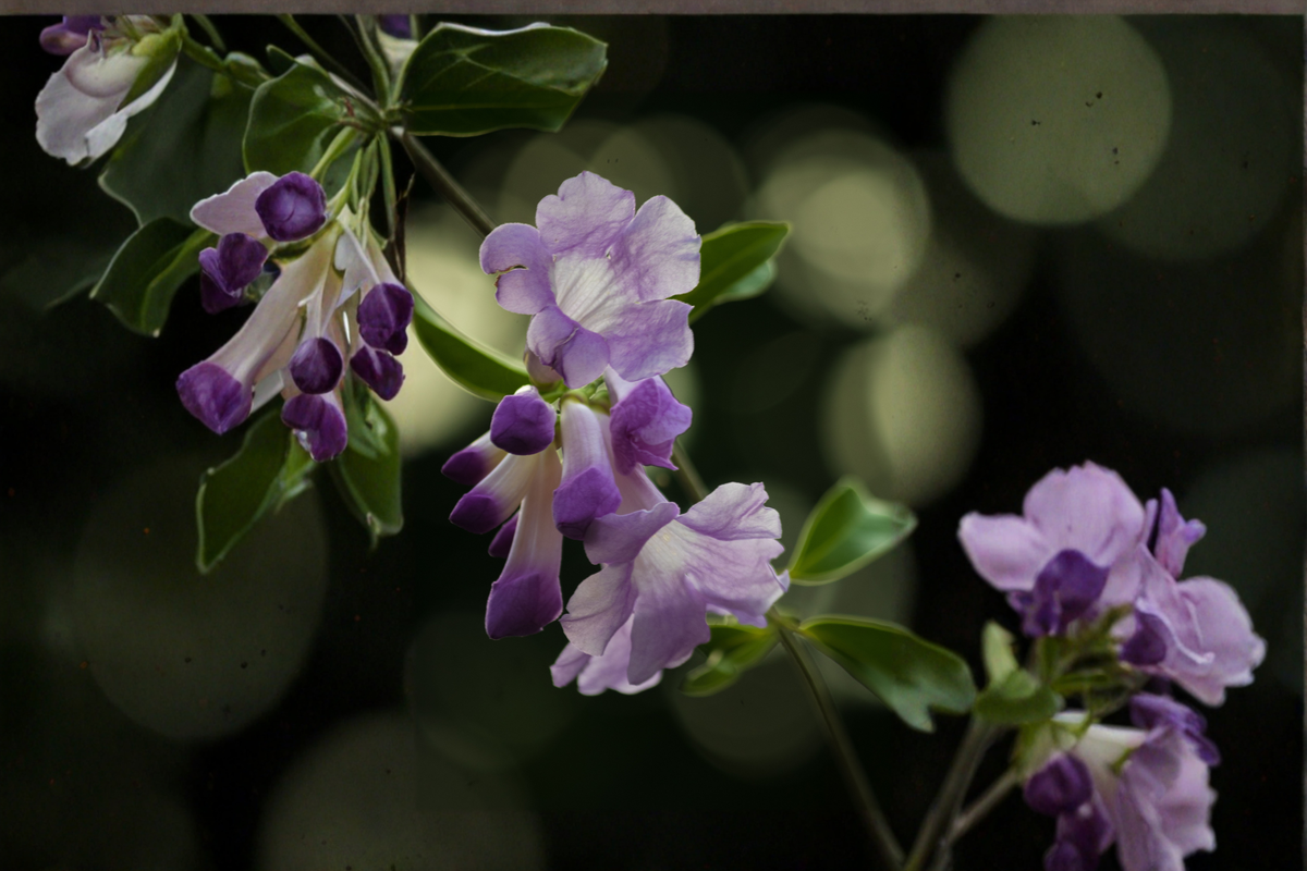 Garlic Vine Live Starter Plant with Purple Trumpet Flowers – Mansoa alliacea, Ornamental Climbing Vine, Tropical Flowering Plant