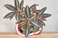 Peperomia Metallica Live Plant, 4-Inch Pot, Tropical Houseplant, Pet Friendly, Deep Metallic Foliage, Indoor Garden, Rooted Plant
