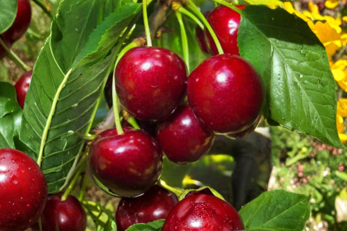 Lapins Cherry Tree Seeds – Rare Fruit Plant for Outdoor Garden & Container Growing – Prunus avium 'Lapins'