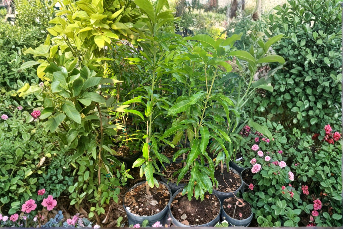 Kent Mango Tree Grafted Live Plant 3 Gallon Pot Tropical Mango Fruit Tree Mangifera indica