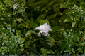 Florida Gardenia Crape Jasmine Live Starter Plant – Double White Flowers – Tabernaemontana divaricata