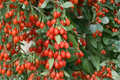 Phoenix Tears Goji Berry Plant – 1 Gallon Fruiting Shrub Lycium barbarum Ready to Grow
