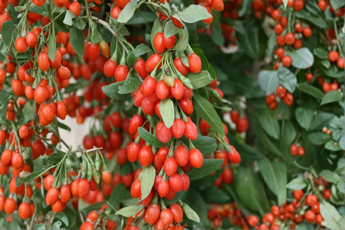 Phoenix Tears Goji Berry Plant – 1 Gallon Fruiting Shrub Lycium barbarum Ready to Grow