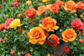 Piñata Climbing Rose Live Plant 5 Gal Yellow Red Flowering Garden Vine for Trellis Landscape