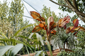 Red Abyssinian Banana Live Plant in 3-Inch Pot, Ensete ventricosum 'Maurelii' Tropical Foliage Ornamental Plant