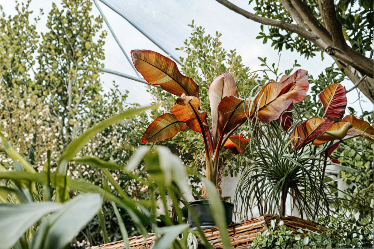Red Abyssinian Banana Live Plant in 3-Inch Pot, Ensete ventricosum 'Maurelii' Tropical Foliage Ornamental Plant