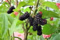 Illinois Everbearing Mulberry Live Plant 1 Gallon Fruit Tree, Morus alba × rubra, Edible Berries, Backyard Orchard