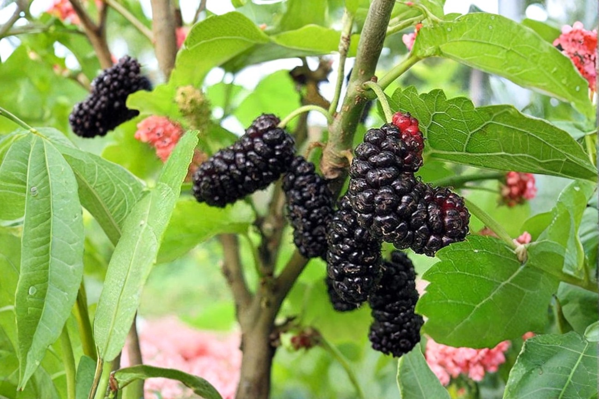 Illinois Everbearing Mulberry Live Plant 1 Gallon Fruit Tree, Morus alba × rubra, Edible Berries, Backyard Orchard
