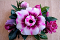 Triple Crown Desert Rose Seeds, Adenium Obesum, Flowering Succulent, 10 Seeds for Indoor & Outdoor Growing