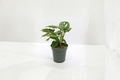 Monstera Adansonii Live Houseplant, Swiss Cheese Plant, Climbing Tropical Foliage, Rooted in 2 or 4 Inch Pot