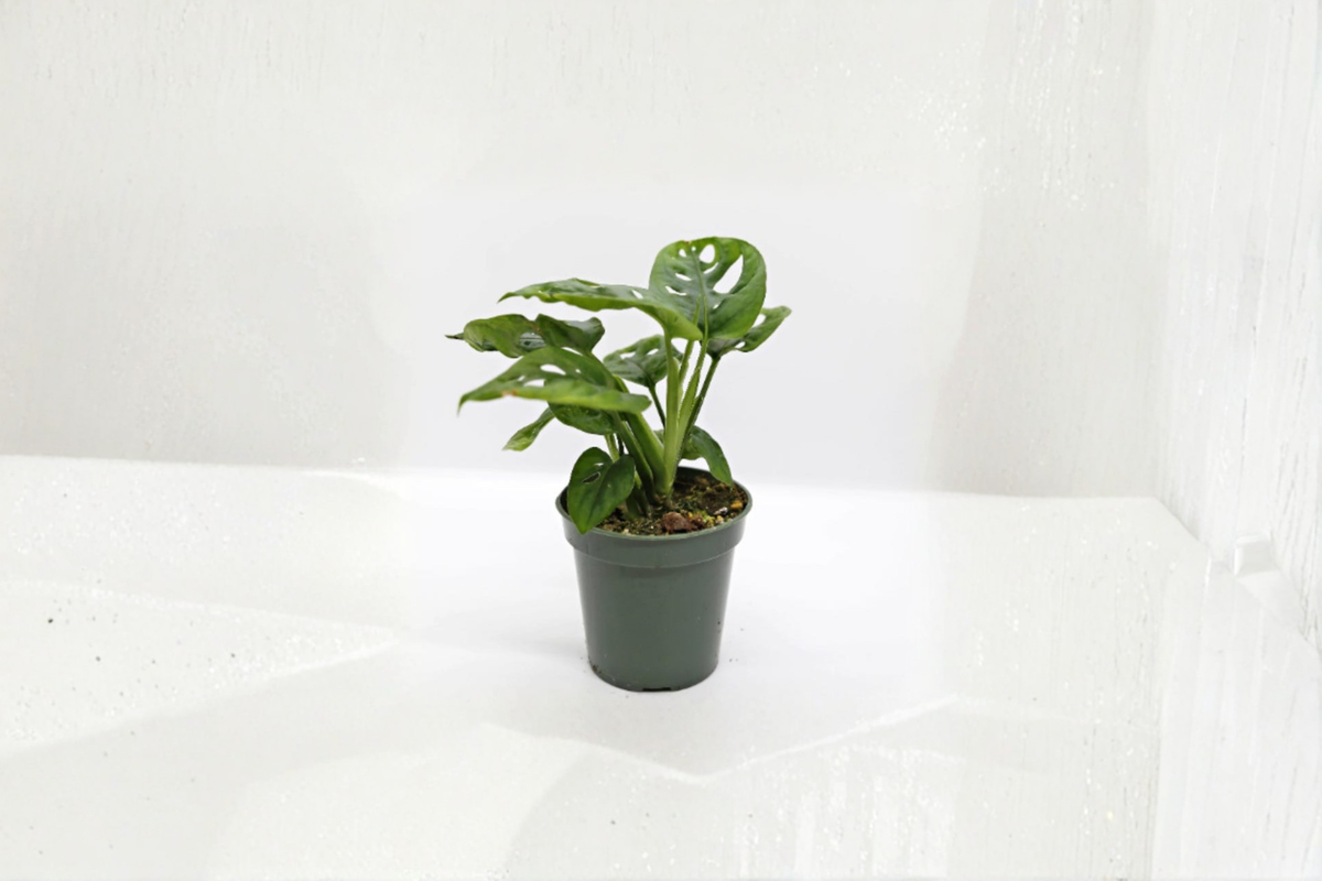 Monstera Adansonii Live Houseplant, Swiss Cheese Plant, Climbing Tropical Foliage, Rooted in 2 or 4 Inch Pot
