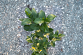 Eureka Lemon Tree Live Plant, Grafted Citrus Fruit Tree in 5-Inch Pot, Indoor & Outdoor Edible Garden